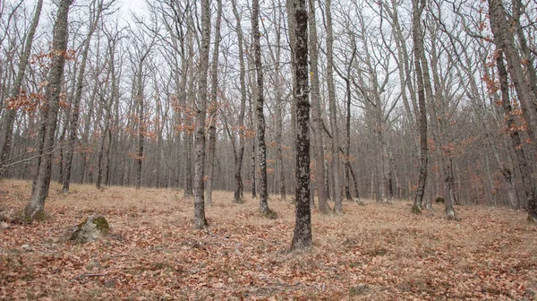 Bela fada floresta de outono nas montanhas — Fotografia de Stock