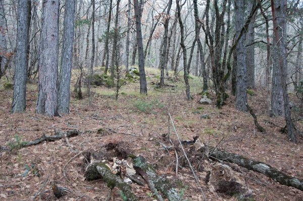 山の中の美しい妖精秋の森 — ストック写真