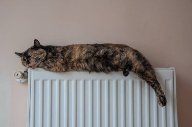 kahverengi kedi pilde soğuk bir gün yatıyor.