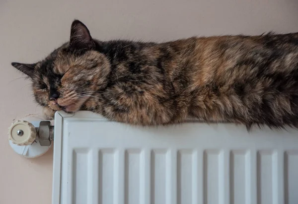 Brązowy kot leży na baterii w zimny dzień — Zdjęcie stockowe