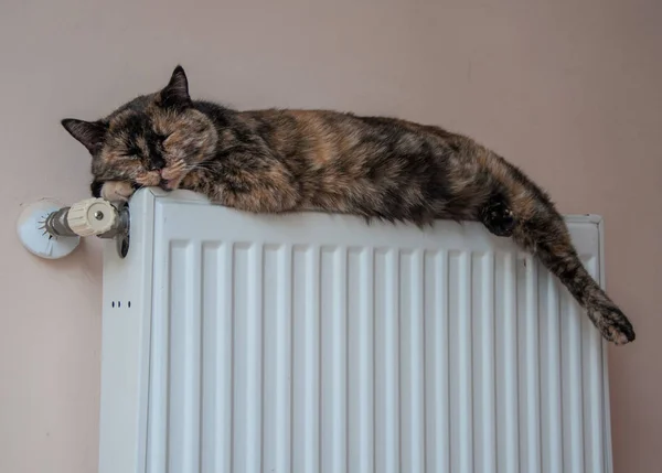 kahverengi kedi pilde soğuk bir gün yatıyor.