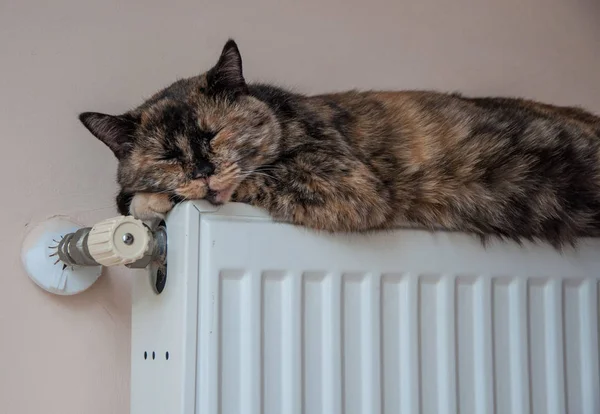 Bruine kat ligt op de batterij op een koude dag — Stockfoto