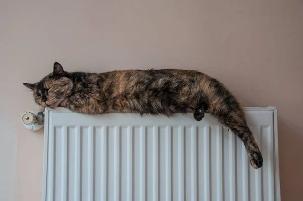 갈색 고양이 추운 날에는 배터리에 거짓말 — 스톡 사진