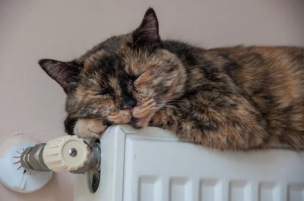 kahverengi kedi pilde soğuk bir gün yatıyor.