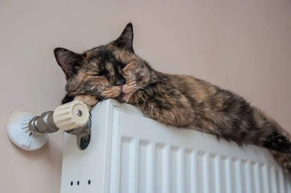 kahverengi kedi pilde soğuk bir gün yatıyor.