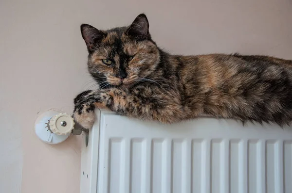 kahverengi kedi pilde soğuk bir gün yatıyor.