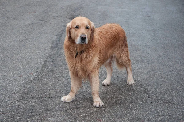Av köpeği ayakta asfalt üzerinde