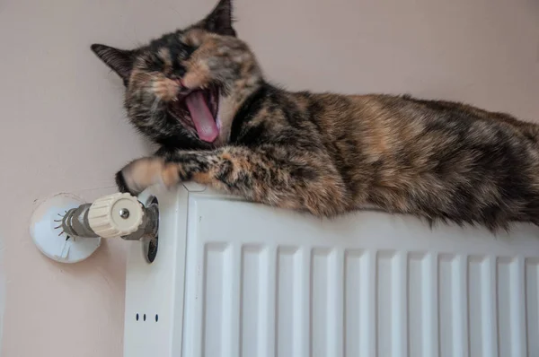 kahverengi kedi pilde soğuk bir gün yatıyor.