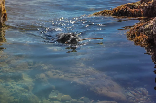 Perro nadando en el mar con un palo en un día soleado —  Fotos de Stock