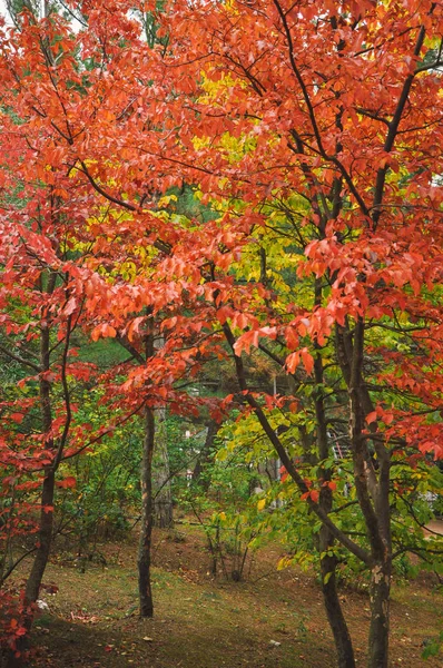 Coloridos árboles de otoño rodados en película vintage — Foto de Stock