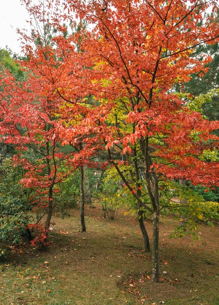 Árvores de outono coloridas filmadas em filme vintage — Fotografia de Stock