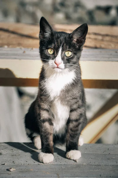 悲しそうな目を持つホームレスの子猫 — ストック写真