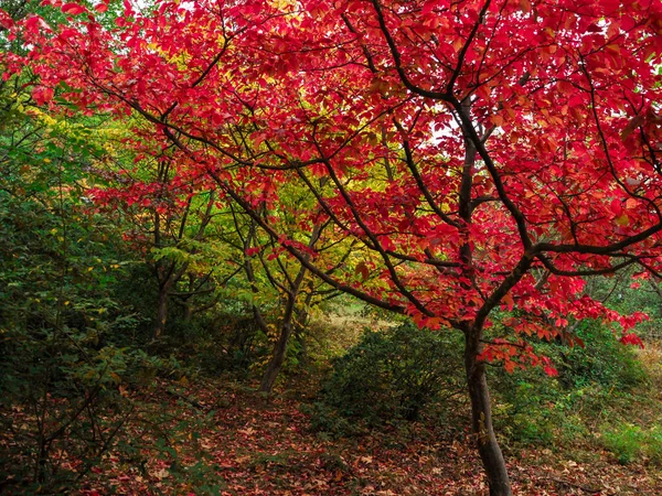 Coloridos árboles de otoño rodados en película vintage — Foto de Stock