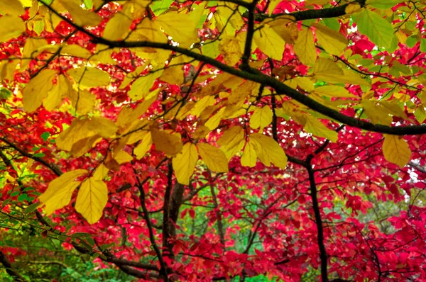 Coloridos árboles de otoño rodados en película vintage — Foto de Stock