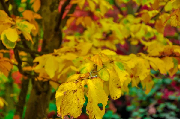 Árvores de outono coloridas filmadas em filme vintage — Fotografia de Stock
