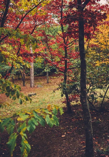 Coloridos árboles de otoño rodados en película vintage — Foto de Stock