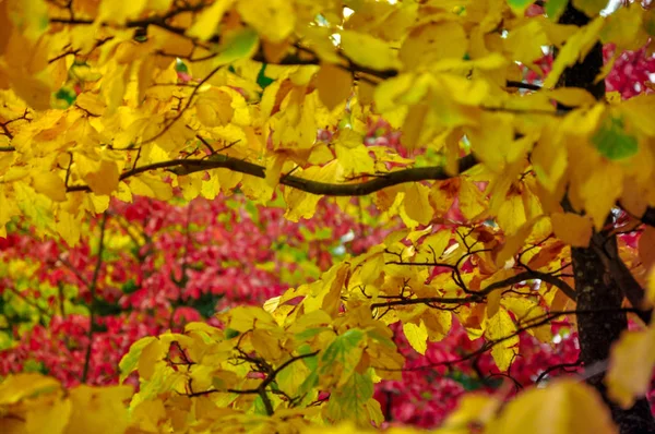 Coloridos árboles de otoño rodados en película vintage — Foto de Stock