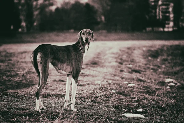 Ο σκύλος Αζαγουχ στο λιβάδι — Φωτογραφία Αρχείου