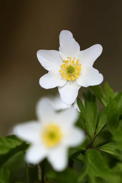 Fleurs blanches dans la prairie en été — Photo