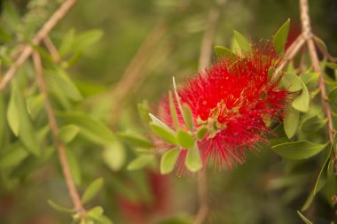 Calistemon çiçeği, Calistemon Citrinus