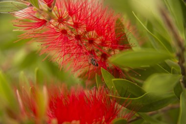 bal arı kırmızı şişe fırçası Callistemon çiçek nektar uçan sinek