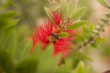 bal arı kırmızı şişe fırçası Callistemon çiçek nektar uçan sinek