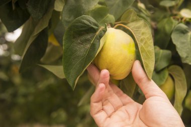 El tutan sarı armut ayva / armut ayva / meyve