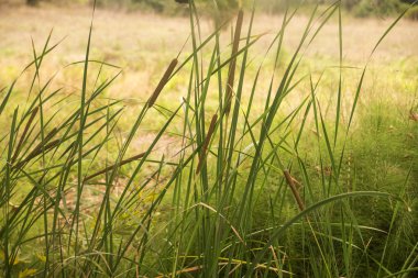Yaz gölde büyüyen Typha iğde
