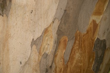 Kabuk dokusu, kamuflaj deseni Platanus veya çınar ağacı