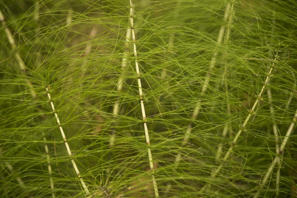 Den gröna natur bakgrunden — Stockfoto