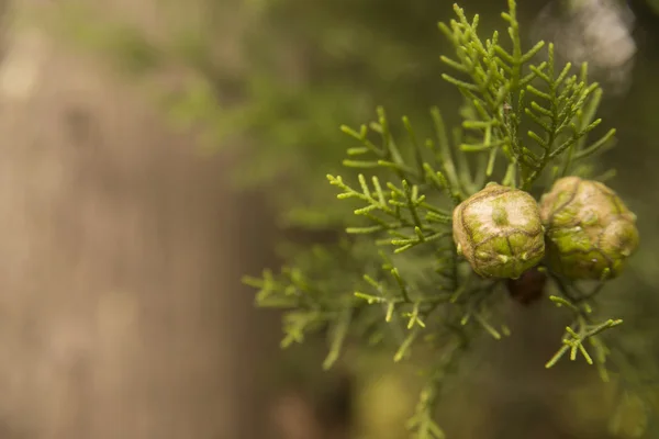 Medelhavet cypress - Cupressus sempervirens kottar på gren — Stockfoto