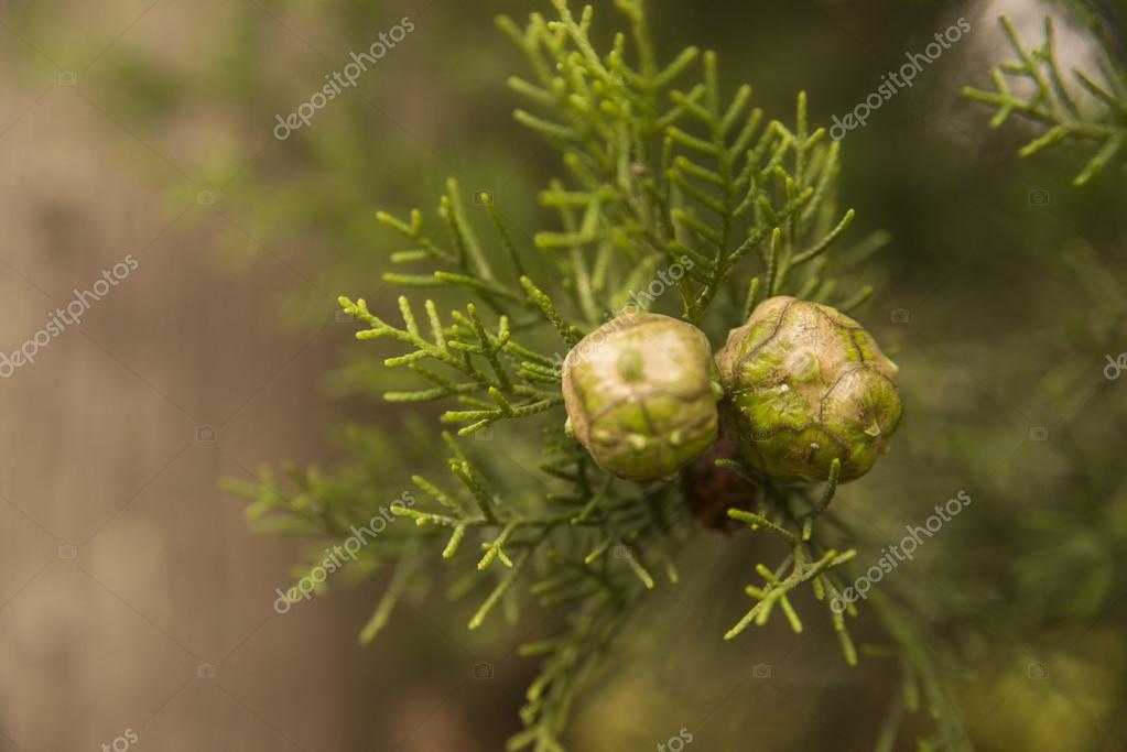 Bright cypress cones on a tree on blurred background Stock Photo by