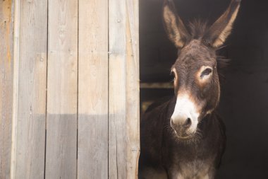 Ahırdan yapışmasını eşek. Uzay yazmak için