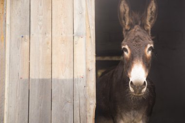 Çiftlikte bir eşek portresi.