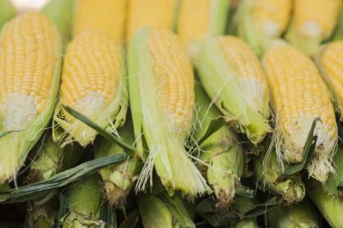 Yeşil yaprakları arasında mısır mısır koçanı. Taze Mısır çiftçi pazar içinde. Tatlı tatlı haşlanmış mısır pazarında