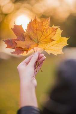El tutma sarı akçaağaç sonbahar güneşli arka plan üzerinde bırakır. Sarı akçaağaç yaprağı bir sonbahar ağaçlar arka plan bulanık tutan el. Sonbahar kavramı. Seçici odak.
