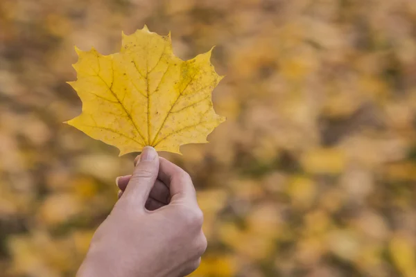 Girl holding maple leaf in autumn park. Hand holding yellow maple leaf a blurred autumn trees background. Autumn concept. Selective focus.