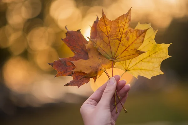 Девушка держит кленовый лист в осеннем парке. Рука держит желтый кленовый лист размытый осенний фон деревьев. Осенняя концепция. Селективный фокус . — стоковое фото