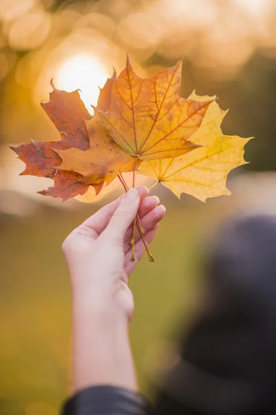 Рука держит листья желтого клена на осеннем солнечном фоне. Рука держит желтый кленовый лист размытые осенние деревья background.Autumn концепции. . — стоковое фото