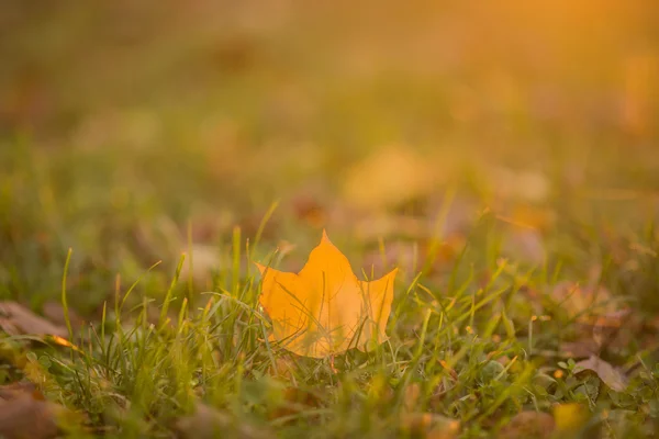 Опавшие листья в осеннем лесу в солнечную погоду. Желтые, оранжевые и красные осенние листья в красивом осеннем парке. луг, клен и солнечный свет осенью — стоковое фото