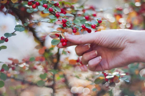 Close up of hand holding bright red pyracantha berries on tree — Stock Photo, Image