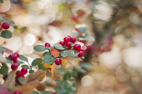 Pyracantha Bayas naranjas de espino fuego con hojas verdes. Roble de otoño con bayas rojas y hojas coloridas. Enfoque selectivo — Foto de Stock