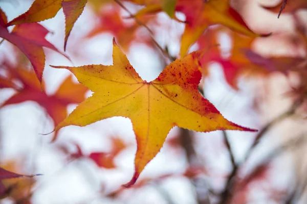 Красочные красные осенние листья на дереве. Oh momiji - Acer. Японский клен - Acer palmatum ssp Amoenum — стоковое фото