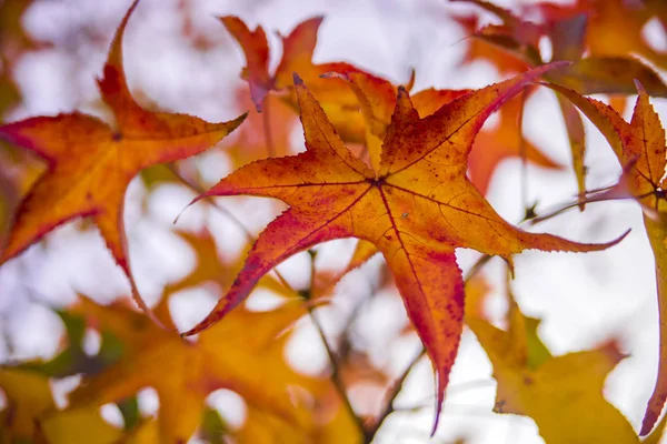 Красные кленовые листья осенью с солнечным светом блики, мягкий фокус и мелкой глубиной поля. Макро-снимок осеннего листа. красочные красные осенние листья на дереве — стоковое фото
