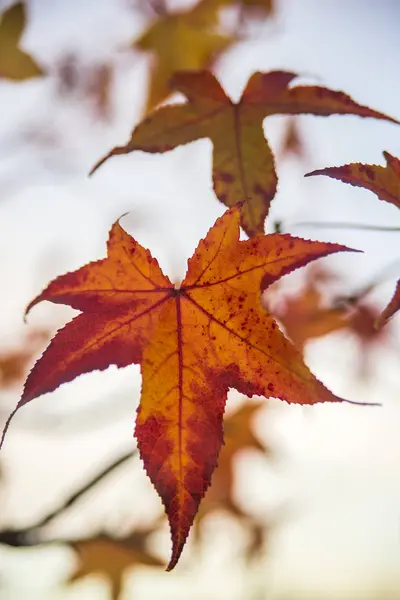 Кленовый лист заднего света. Пастельный полет японских листьев кленового дерева красочный фон осенью — стоковое фото