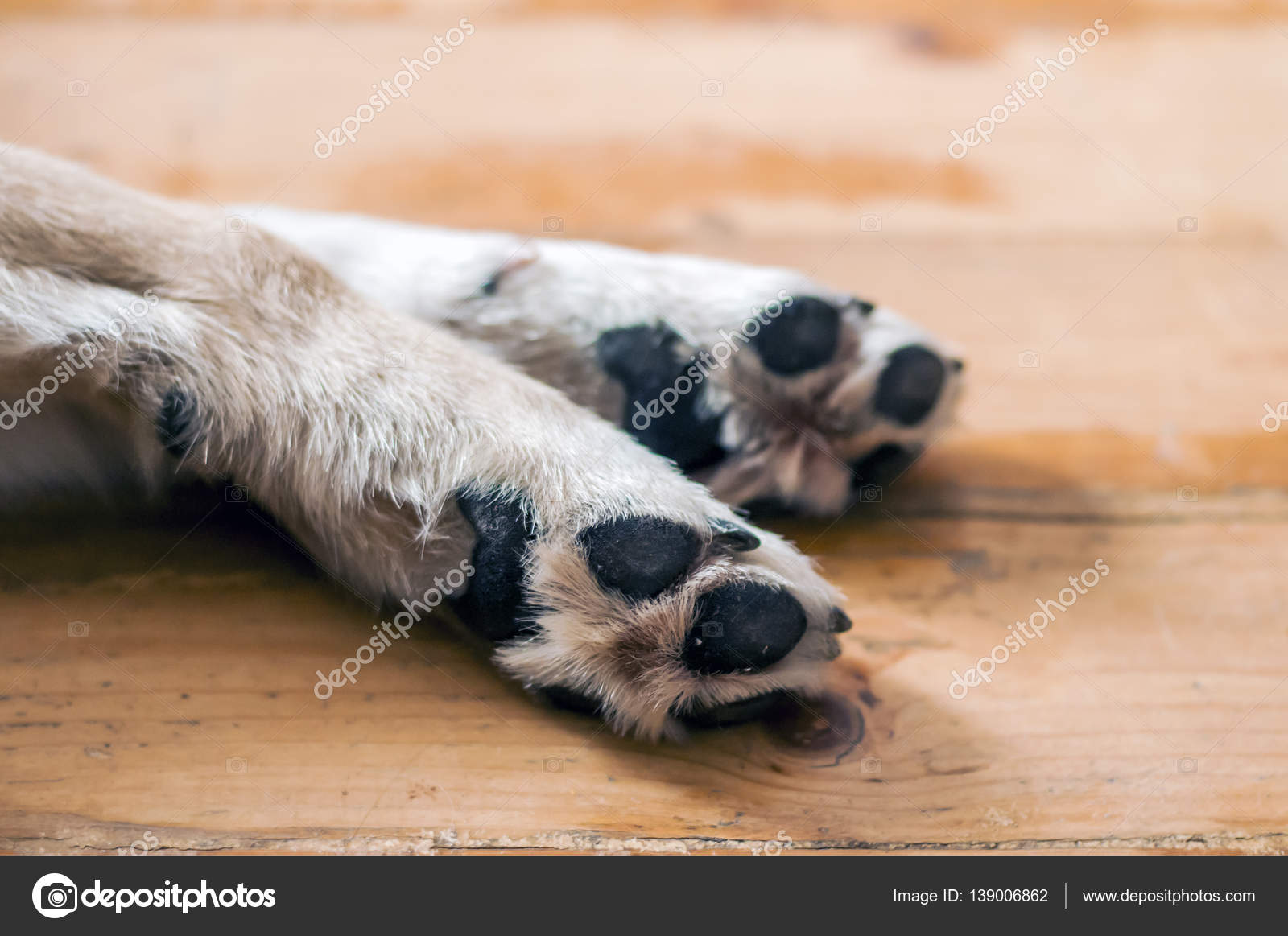 терапия животных. лечить лапки. лечить лапки. собака с забинтованной лапой. обработка раны животных.