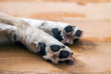 Hafif renkli köpek yavrusu pençe kapatın. köpek ayak ve bacaklarda ahşap üzerine. Evsiz köpek pençe görüntü kadar kapatın. cilt dokusunu