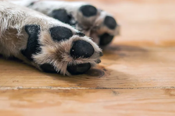 skin texture. Resting dog\'s paw close up. paws of a big dog on the wooden floor. dog feet and legs