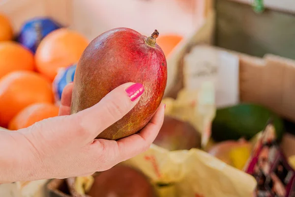 Feliz cliente joven eligiendo fruta madura de mango en el mercado. .. mujer recogiendo, eligiendo frutas, mango. chica con fruta de mango en tienda de comestibles. Mango bueno para la piel, concepto —  Fotos de Stock