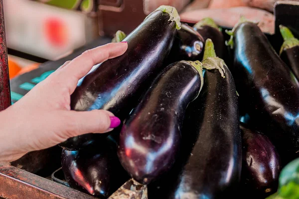 Hand on fresh aubergines - eggplants, closeup. female choosing.  joyful young female customer choosing fresh aubergine on fruit market — Stock Photo, Image